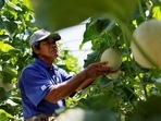 Many Okinawans have recently adopted the 'hurry, hurry' approach to life that is more associated with mainland Japanese.(Issei Kato/REUTERS ) Many Okinawans have recently adopted the 'hurry, hurry' approach to life that is more associated with mainland Japanese.(Issei Kato/REUTERS )
