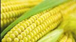 After a gap of several years, maize cultivators in Haryana have a reason to cheer as they are set to reap a rich harvest following a sudden spike in the prices, which have even surpassed the minimum support price. (Image for representational purpose) After a gap of several years, maize cultivators in Haryana have a reason to cheer as they are set to reap a rich harvest following a sudden spike in the prices, which have even surpassed the minimum support price. (Image for representational purpose)