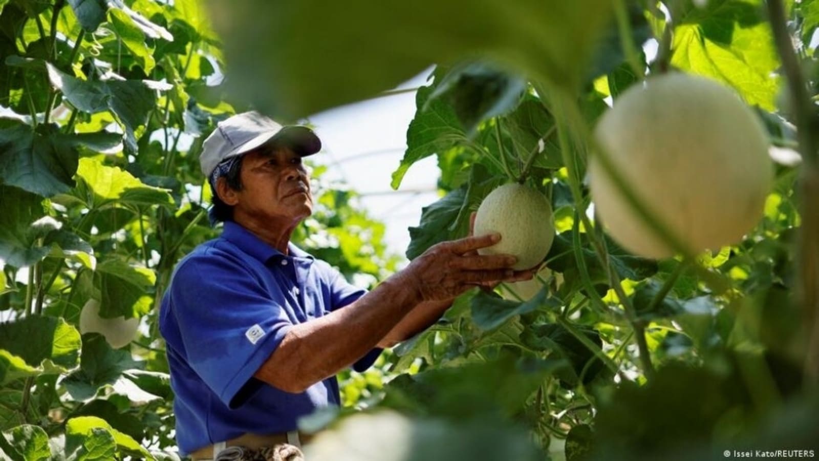 Japan: What’s behind Okinawans’ falling life expectancy?