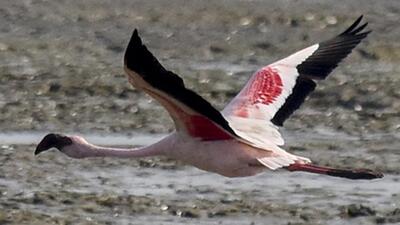 TCFS was last week recommended by the union environment ministry for Ramsar site certification. A Ramsar site is a wetland area designated to be of international importance – especially for water birds – under an intergovernmental environmental treaty known as the Ramsar Convention. (Kunal Patil/HT Archive) TCFS was last week recommended by the union environment ministry for Ramsar site certification. A Ramsar site is a wetland area designated to be of international importance – especially for water birds – under an intergovernmental environmental treaty known as the Ramsar Convention. (Kunal Patil/HT Archive)