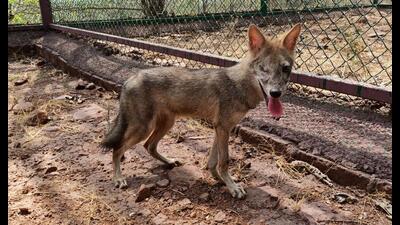 After four months of hand-raising a baby jackal that was rescued in Navi Mumbai, its rescuers are contemplating releasing it in the wild if it is fit to hunt on its own. (HT PHOTO)