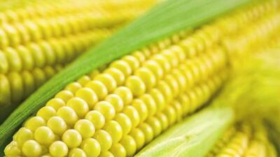 After a gap of several years, maize cultivators in Haryana have a reason to cheer as they are set to reap a rich harvest following a sudden spike in the prices, which have even surpassed the minimum support price. (Image for representational purpose) After a gap of several years, maize cultivators in Haryana have a reason to cheer as they are set to reap a rich harvest following a sudden spike in the prices, which have even surpassed the minimum support price. (Image for representational purpose)
