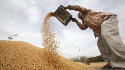 India imposed a ban on wheat exports on May 13 “with immediate effect” . (REUTERS)
