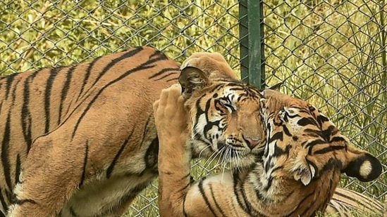Considering zoos as a non- forestry activity added multiple or overlapping layers of permissions to be procured under different agencies, India’s Central Zoo Authority had earlier told the ministry.(PTI file photo)
