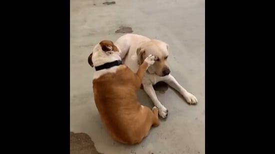 The bulldog blesses his doggo friends.&nbsp;(Instagram/@sundayaussies)