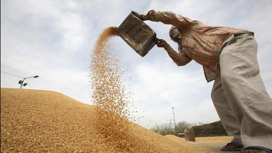 India imposed a ban on wheat exports on May 13 “with immediate effect” . (REUTERS) India imposed a ban on wheat exports on May 13 “with immediate effect” . (REUTERS)