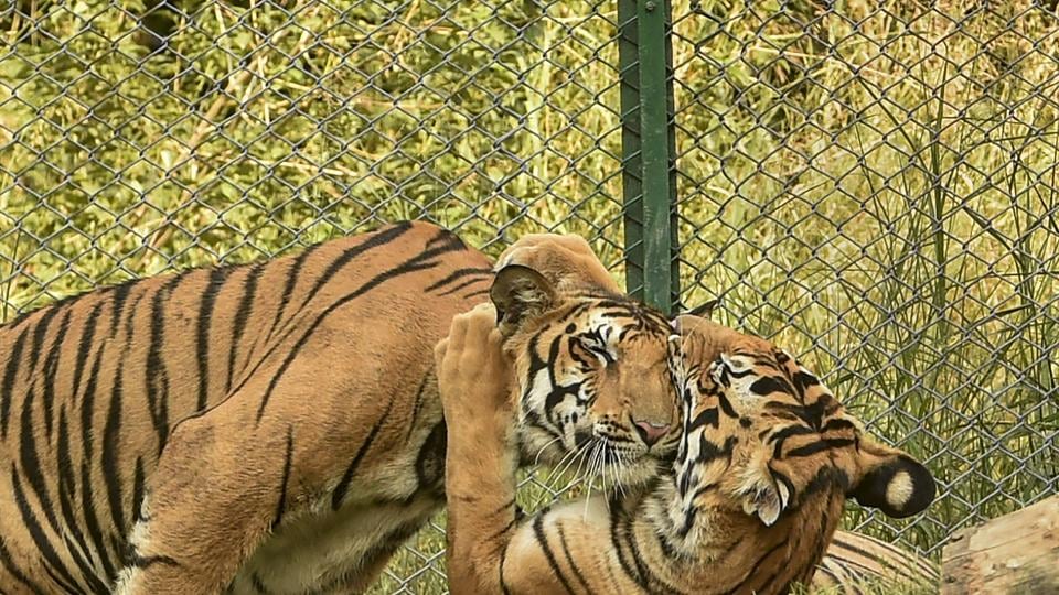 Considering zoos as a non- forestry activity added multiple or overlapping layers of permissions to be procured under different agencies, India’s Central Zoo Authority had earlier told the ministry. (PTI file photo)