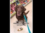 The dog was asked to buy one toy but it couldn't choose just one. (good.boy.ollie/Instagram ) The dog was asked to buy one toy but it couldn't choose just one. (good.boy.ollie/Instagram )