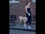 The doggo looks like it is delivering food on the street.(Instagram/@louiesgotbooties) The doggo looks like it is delivering food on the street.(Instagram/@louiesgotbooties)