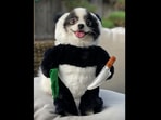 The protective ‘panda puppy’ in the viral dog video. (Instagram/@huxleythepandapuppy) The protective ‘panda puppy’ in the viral dog video. (Instagram/@huxleythepandapuppy)