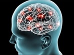How the brain controls symptoms of sickness: Study(Twitter/AusStemCell) How the brain controls symptoms of sickness: Study(Twitter/AusStemCell)