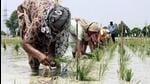 Paddy transplantation is all set to start in Haryana on June 15, but the extended dry spell, coupled with delayed monsoon and insufficient power supply to the agriculture feeders, has left the farmers high and dry. (Image for representational purpose) Paddy transplantation is all set to start in Haryana on June 15, but the extended dry spell, coupled with delayed monsoon and insufficient power supply to the agriculture feeders, has left the farmers high and dry. (Image for representational purpose)