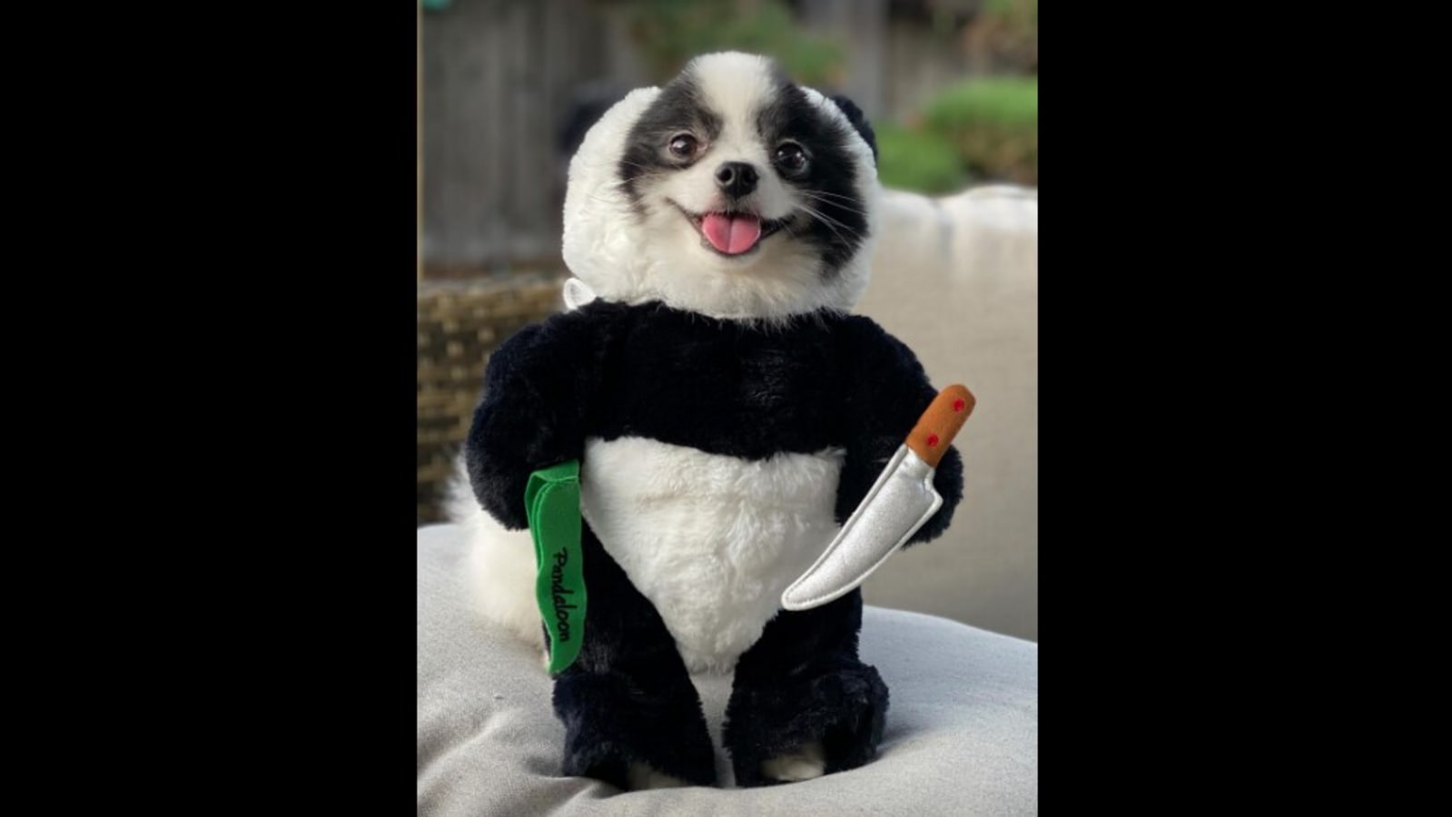 This 'terrifying' pet doggo is seen wearing a panda costume with a ...