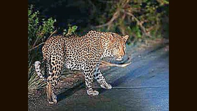 A leopard is seen around Skukuza, Kruger National Park, on April 3, 2022. (Photo by Michele Spatari / AFP) (Representative Image/HT File) A leopard is seen around Skukuza, Kruger National Park, on April 3, 2022. (Photo by Michele Spatari / AFP) (Representative Image/HT File)