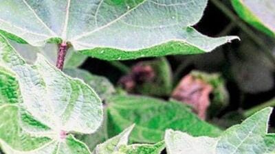 Experts have cautioned farmers to remain vigilant about twin pest attacks, i.e. whitefly and pink bollworm, this season.It is after seven years that an alert has been sounded about the threat of a whitefly attack due to hot and dry weather. (HT File Photo) Experts have cautioned farmers to remain vigilant about twin pest attacks, i.e. whitefly and pink bollworm, this season.It is after seven years that an alert has been sounded about the threat of a whitefly attack due to hot and dry weather. (HT File Photo)