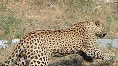 The decision came after the half-eaten body of a 12-year-old girl, identified as Rutba Manzoor of Bernate village, was recovered from a nearby forest on Tuesday. (HT file photo)