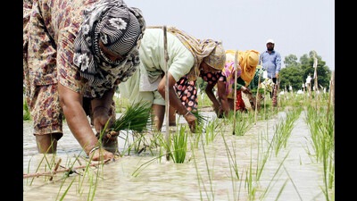 Power demand crosses 12,000 MW in Punjab on first day of conventional paddy sowing (HT Photo) Power demand crosses 12,000 MW in Punjab on first day of conventional paddy sowing (HT Photo)