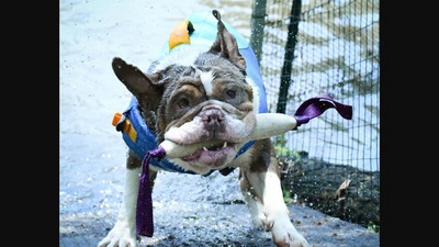 The image, taken from Instagram, shows the pit bull named Chewbaka &nbsp;after taking part in a dock diving event. (Instagram/@chewbakathelilacbully)