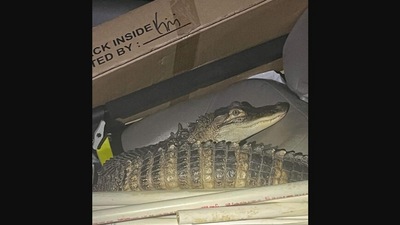The image of the alligator, a ‘passenger’, was posted by the police department. (Facebook/Lake County Sheriff's Office - Michigan)
