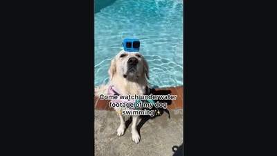 The image has been taken from the video posted on Instagram. (Instagram/@ladyandtheblues) The image has been taken from the video posted on Instagram. (Instagram/@ladyandtheblues)