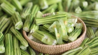 Moringa oleifera, commnly known as drumstick and moringa has been used in Ayurveda since ages. An all-in-one herb, it has antibiotic, analgesic, antioxidant, anti-inflammatory, anticancer, antidiabetic, antiviral, antifungal and antiaging properties. Ayurveda expert Dr Dixa Bhavsar elaborates on some of the amazing benefits of drumstick or moringa. (Pinterest) Moringa oleifera, commnly known as drumstick and moringa has been used in Ayurveda since ages. An all-in-one herb, it has antibiotic, analgesic, antioxidant, anti-inflammatory, anticancer, antidiabetic, antiviral, antifungal and antiaging properties. Ayurveda expert Dr Dixa Bhavsar elaborates on some of the amazing benefits of drumstick or moringa. (Pinterest)