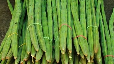 Drumstick also helps in detoxification of liver and kidney. It purifies blood and cures skin ailments. (Pinterest) Drumstick also helps in detoxification of liver and kidney. It purifies blood and cures skin ailments. (Pinterest)