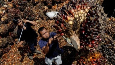 India's May palm oil imports drop 10% as Indonesia curbs exports: Trade body (Reuters) India's May palm oil imports drop 10% as Indonesia curbs exports: Trade body (Reuters)