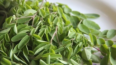 Moringa or drumstick helps improve your haemoglobin. Moringa is also known to control blood pressure and cholesterol. (Pixabay) Moringa or drumstick helps improve your haemoglobin. Moringa is also known to control blood pressure and cholesterol. (Pixabay)