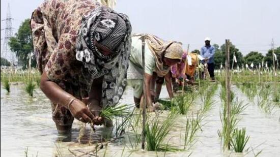 Paddy transplantation is all set to start in Haryana on June 15, but the extended dry spell, coupled with delayed monsoon and insufficient power supply to the agriculture feeders, has left the farmers high and dry. (Image for representational purpose)