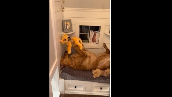 Dog watching lion king online