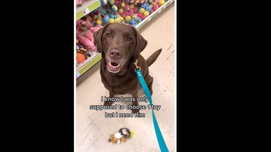 I am a good boy i like my chew sales toy