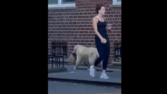 The doggo looks like it is delivering food on the street.(Instagram/@louiesgotbooties)