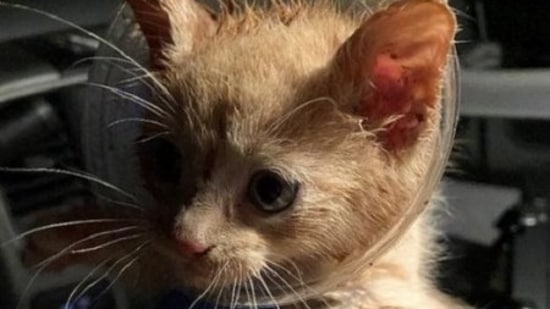 This kitten was rescued after it had its head stuck in a fast food beverage cup. (New York State Department of Environmental Conservation) This kitten was rescued after it had its head stuck in a fast food beverage cup. (New York State Department of Environmental Conservation)