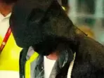 Actor Shah Rukh Khan hid his face as he made his way out of Hyderabad airport. Actor Shah Rukh Khan hid his face as he made his way out of Hyderabad airport.