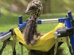 The baby emu bird learnt how to walk and run with the help of a wheelchair. (Facebook/@bellaviewfarmnc)