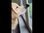 The Golden Retriever dog with its butterfly friend.(Instagram/@playwithjaxandwillow) The Golden Retriever dog with its butterfly friend.(Instagram/@playwithjaxandwillow)