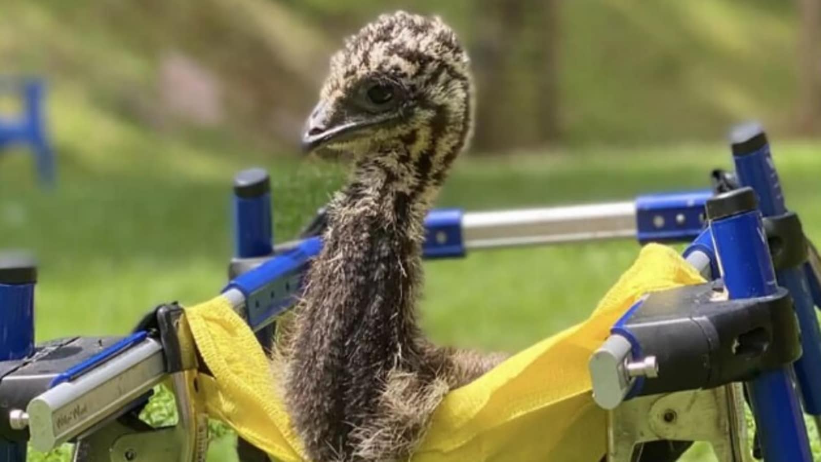 Cute baby emu bird with special needs learns how to walk with ...