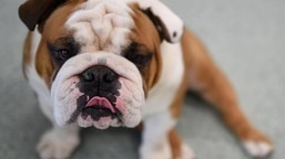 The study, published in the journal Canine Medicine and Genetics, found that English bulldogs have double the odds of having at least one common health disorder per year than other dogs.