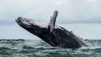 A US lobster fisherman says he was scooped into the mouth of a humpback whale and yet lived to tell the story. (AFP)
