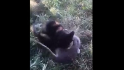 The image, taken from the Reddit video, shows the cat and the rat. (Reddit/@vladgrinch)