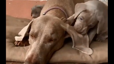 The image, taken from the Reddit video, showcases the puppy with the mama dog. (Screengrab)