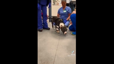 The image shows a brave dog taking its first steps in prosthetics. (Instagram/@weratedogs)