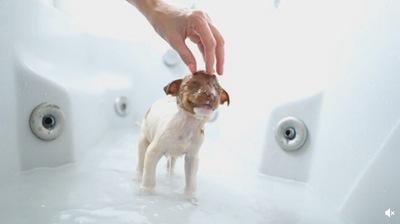 This rescued puppy gets its first bath in the video. (Reddit/@capuski)