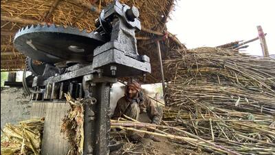 Maharashtra has a total of 200 sugar factories which participated in the crushing season. (REPRESENTATIVE PHOTO)