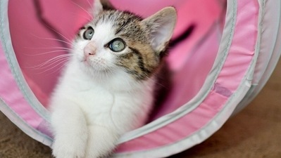 Dry skin in pets can be treated by using pet shampoos and conditioners that help with dry skin and Omega 3 fatty acid supplements when taken for a long time, can help reduce the problem of dry skin. (Pixabay) Dry skin in pets can be treated by using pet shampoos and conditioners that help with dry skin and Omega 3 fatty acid supplements when taken for a long time, can help reduce the problem of dry skin. (Pixabay)