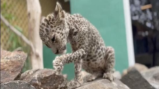 The cub had come from Nashik (rescued by the Nashik forest department and Eco Echo from an illegal captive situation). (SOURCED)