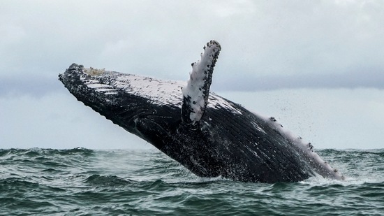A US lobster fisherman says he was scooped into the mouth of a humpback whale and yet lived to tell the story.(AFP)