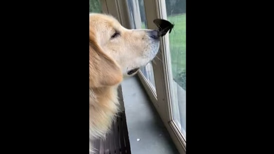 The Golden Retriever dog with its butterfly friend.(Instagram/@playwithjaxandwillow)