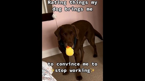 The image, taken from the Instagram video, shows the dog bringing random things for its human.(Instagram/@good.boy.ollie)