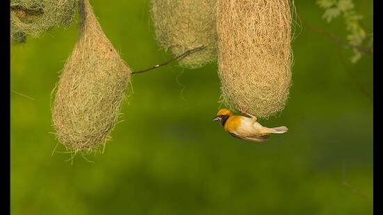 Baya weaver bird (Shutterstock)